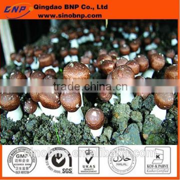 BNP Sells agaricus blazei murill mushroom Capsule