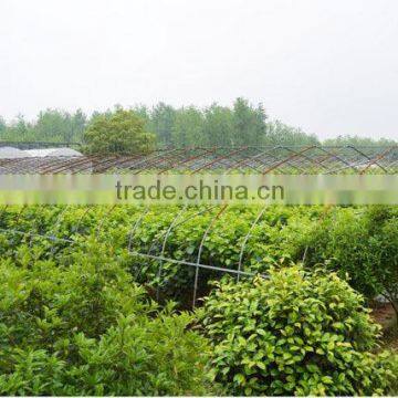 Morus Alba L Seedling photo-4