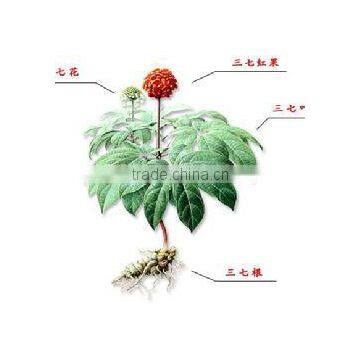 GMP Kosher Natural Panax Notoginseng Root Extract photo-3