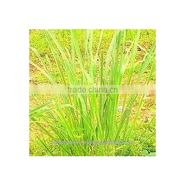 lemon grass oil