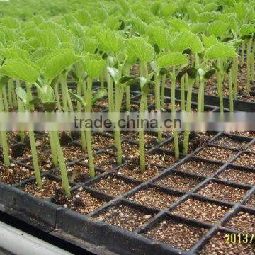 New Coming Excellent Quality Low Price Black Seedling Plug Tray photo-6