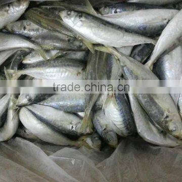 new products ,Horse Mackerel ( yellow tail scad)