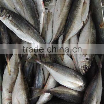 Superior quality 18CM China made frozen fresh horse mackerel