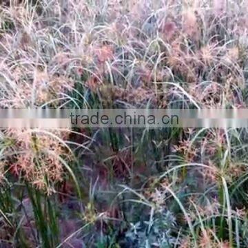 Cyperus Rotundus photo-3