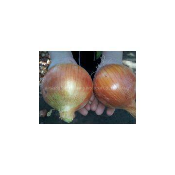 Fresh Onion photo-2