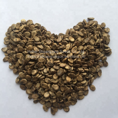 Seedless Black Skin Hybrid Watermelon Seeds photo-3