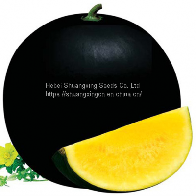 SHUANGXING f1 hybrid yellow flesh seedless watermelon seeds