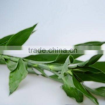 High grade Lucky Bamboo creative lucky Dracaena sanderiana