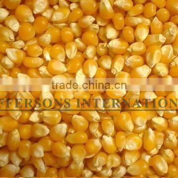 Brazilian Yellow Corn