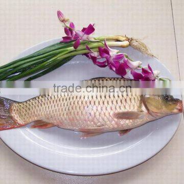 Frozen carp/Asian carp fresh fish