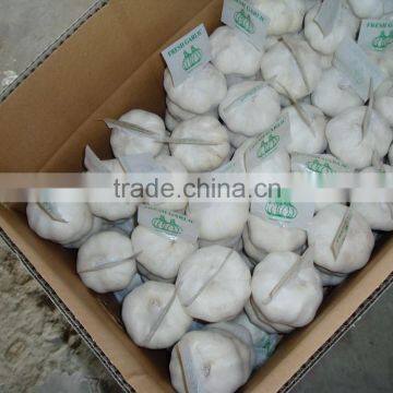 Pure White Garlic photo-6