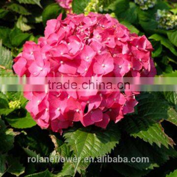Home Decoration Hydrangea Hydrangeas For Wedding Wholesale Natural Hydrangea Hydrangeas From China