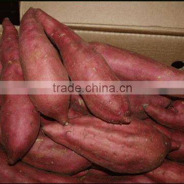 Red Sweet Potato