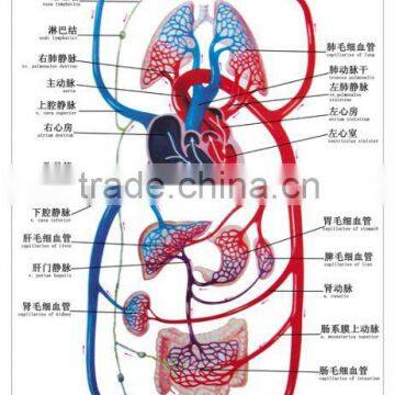 Artpaper Medical wall chart--schematic drawing of circulatory system