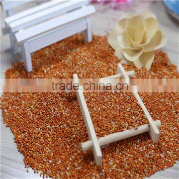 Red Millet In Husk With Good Price