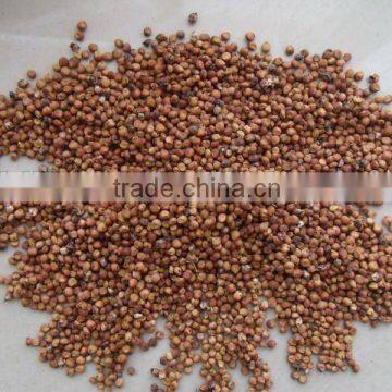 Supply all kind of red sorghum