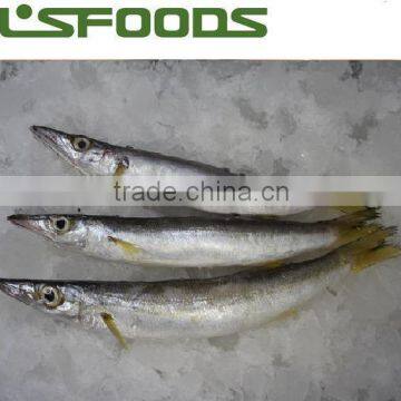 2014 Frozen pacific saury