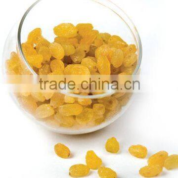 NEW YEAR GOLDEN RAISIN FOR EXPORT