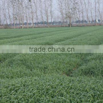 Barley Powder