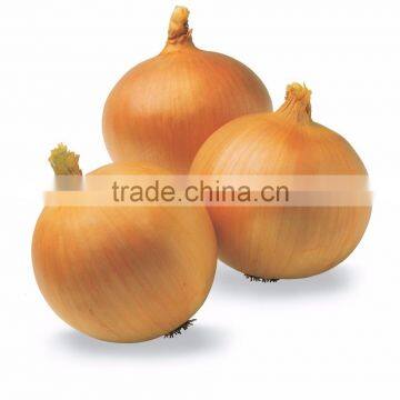 India's Leading Onion Exporters