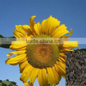 high oil content sunflower seeds