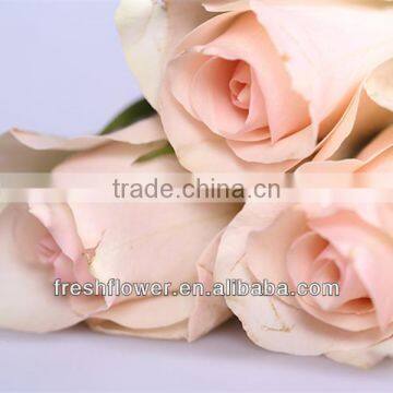 Fresh cut flowers export