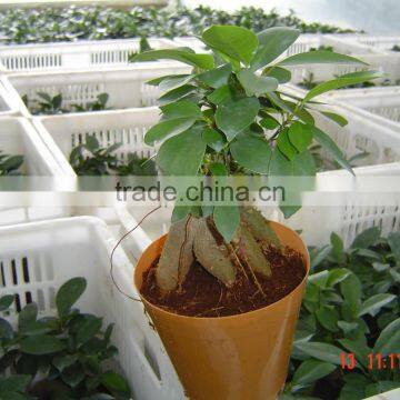 Indoor plants , ungrafted original ficus ginseng roots (Ficus Microcarpa) bonsai