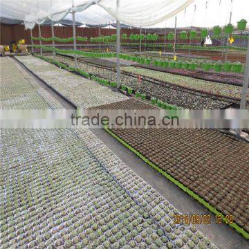 Farm Greenhouse With AL Frame and Fiberglass photo-3