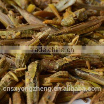 Organic Food Dried Grasshoppers