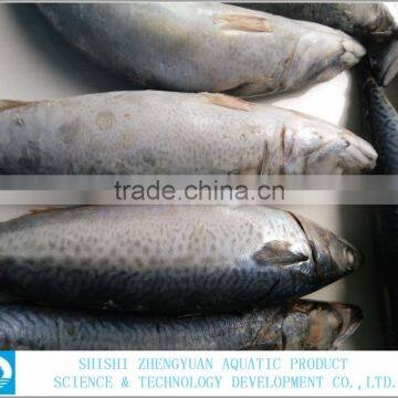 Best Price Frozen Fish Frozen Mackerel 400-600g photo-3