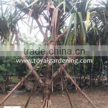 Pandanus Utilis High 4-5m Landscaping Tree photo-3