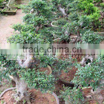 Ulmus Pumila S shape bonsai