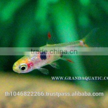 Dwawf Rasbora Fish For Sale and Export / Ornamental Fish Thailand photo-5