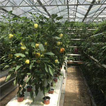 Парник для гидропонного выращивания огурцов/томатов/перцев photo-3