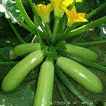 Strong Growth Jade Green High Yield Zucchini Seed No.78 photo-4