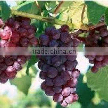 grape seed extract 95 proanthocyanidins