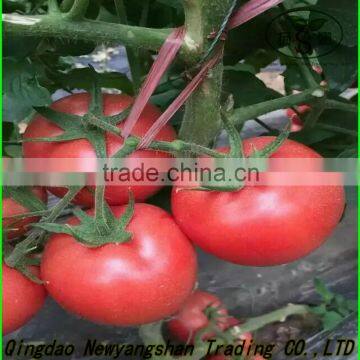 China Tomato Top Quality Competitive Price/fresh Tomato