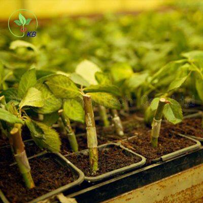 Custom Size 5.5*6.5mm Length Silicone Rubber Grafting Tube Clips for Rose Graft photo-3