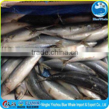 Marketing Grade 200-300g Frozen Egypt Pacific Mackerel photo-4
