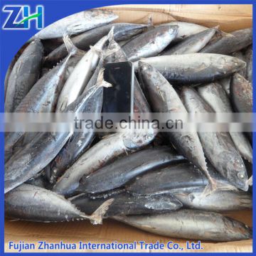 frozen bonito fish for sale New stock 2015