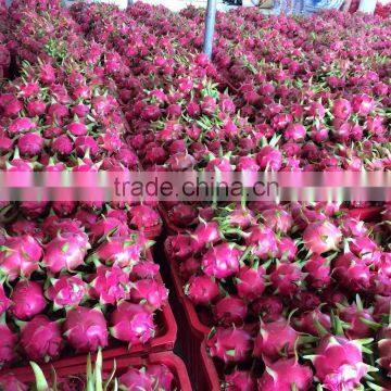 VIETNAM FRESH DRAGON FRUIT