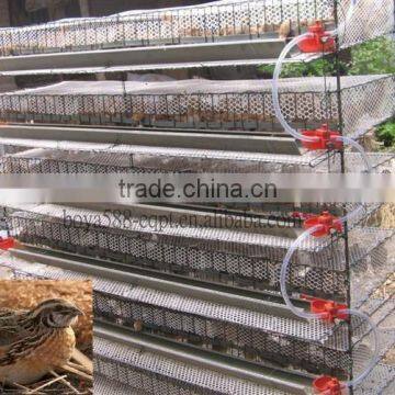 stainless steel quail h type cages