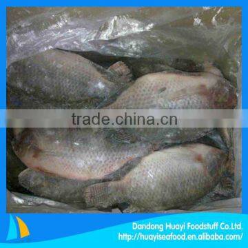 high quality frozen fish tilapia