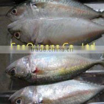 FROZEN WHOLE SHORT BODY MACKEREL - HIGH QUALITY