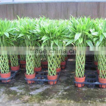 cage shaped lucky bamboo sale