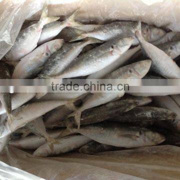 W/R IQF frozen round scad 10-12pcs/kg for sale