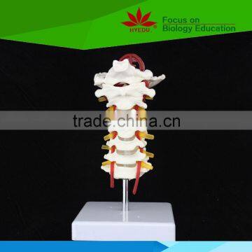 Most popular Cervical spinal column