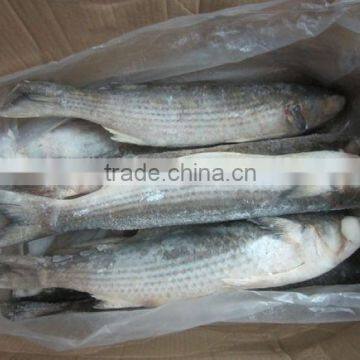 Gold Supplier of Seafood Grey Mullet or Red Mullet