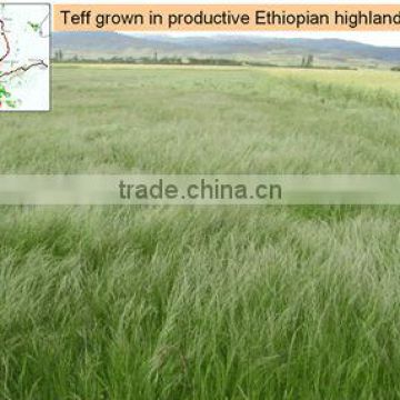 organic teff grain