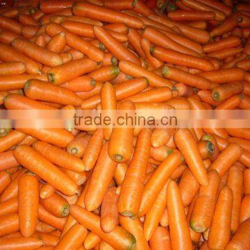 High Quality China Fresh Carrot in 10KG/Carton